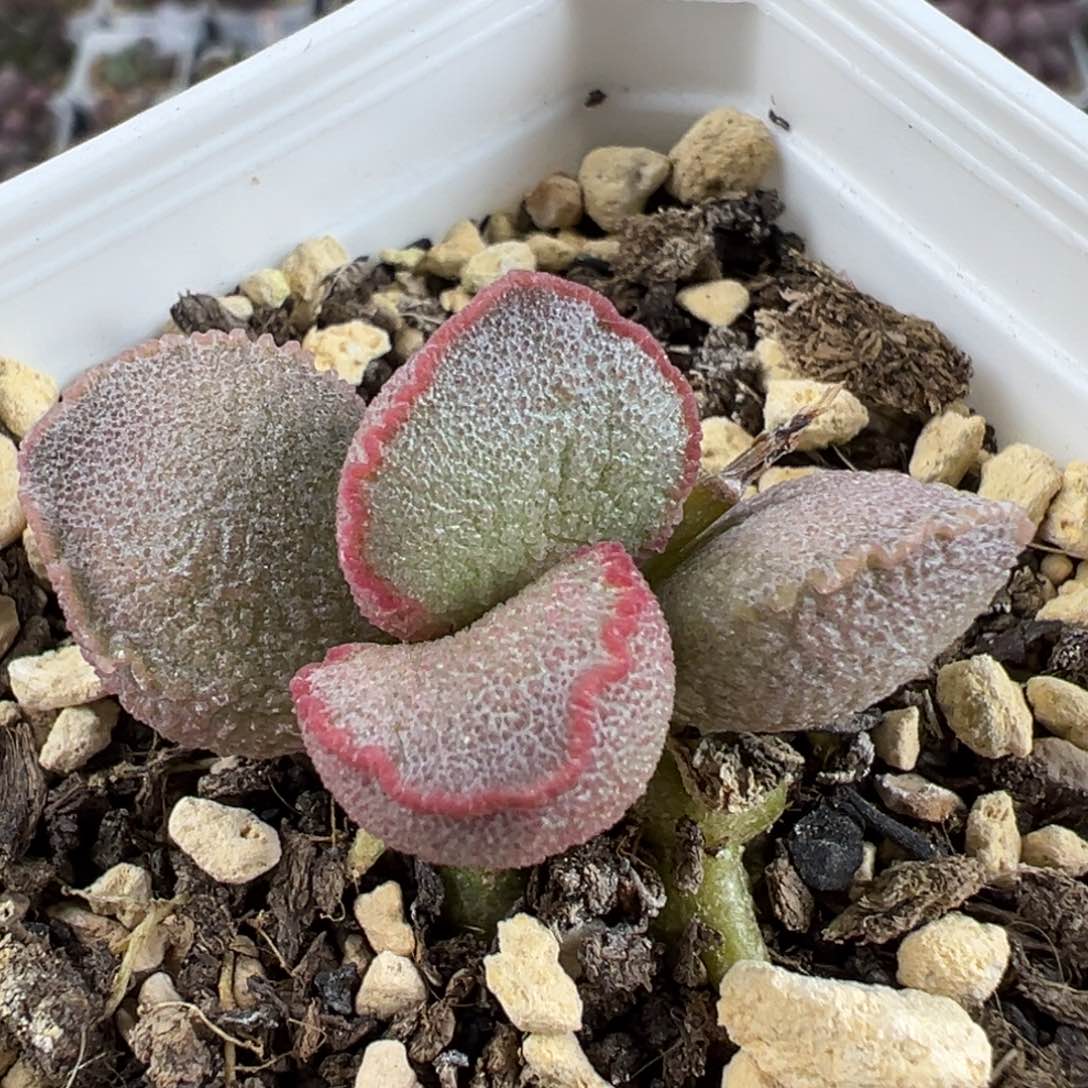 实生单头纯木质桩多肉植物