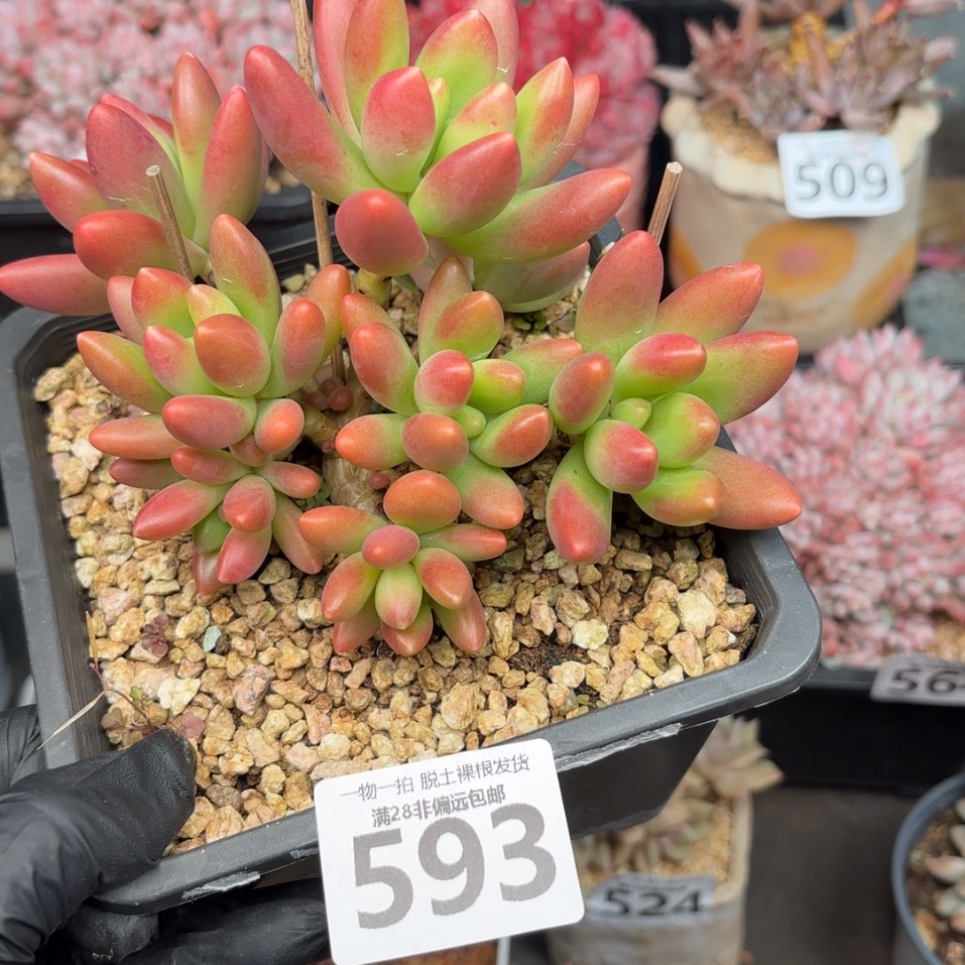 鲸落群无盆土发货