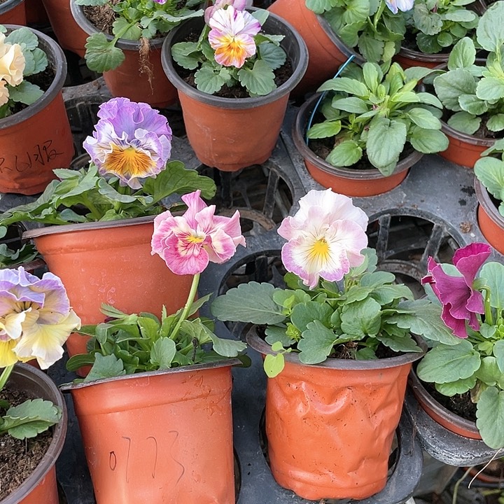 无花朵疯***！桃子2盆0773