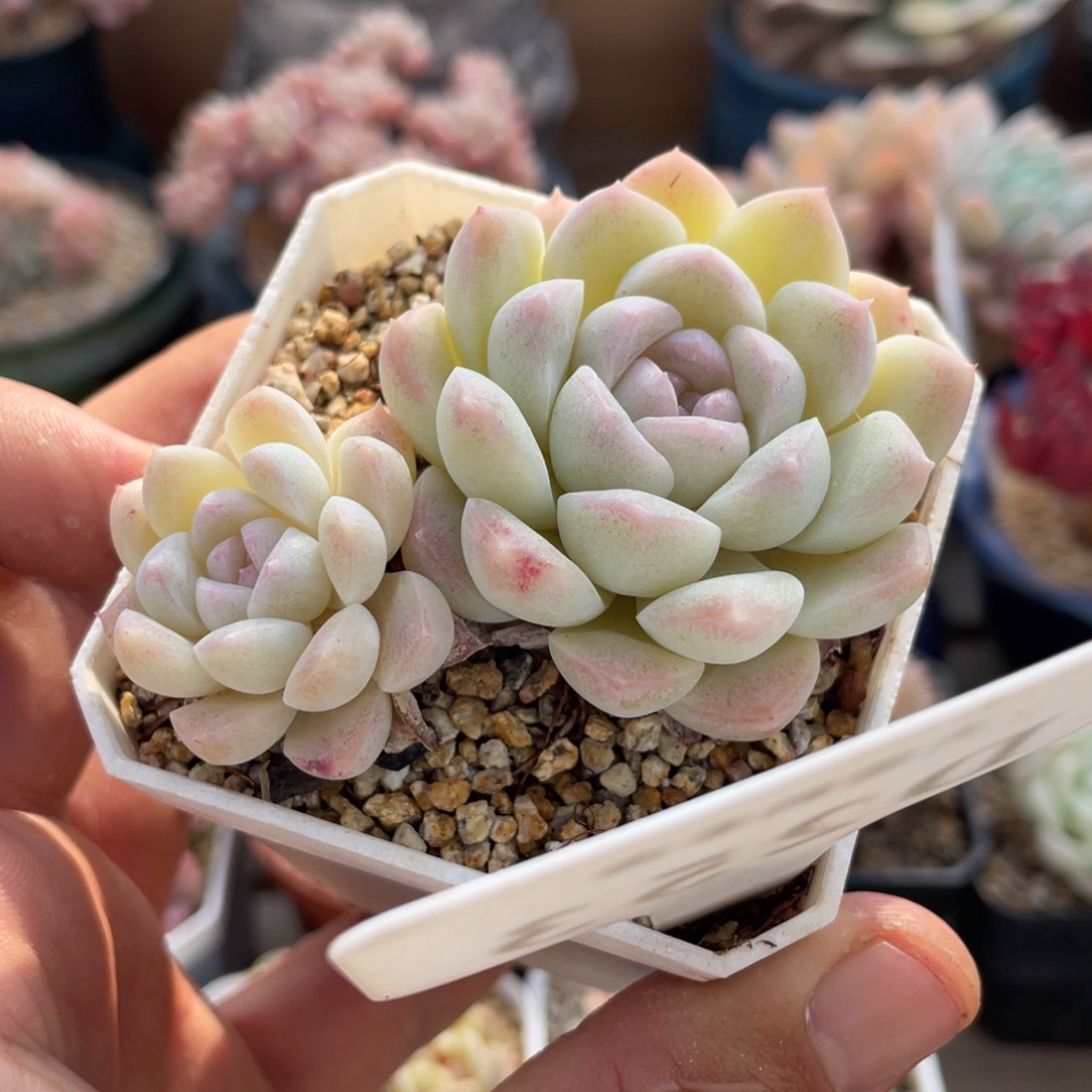 253白雪不带盆8厘米