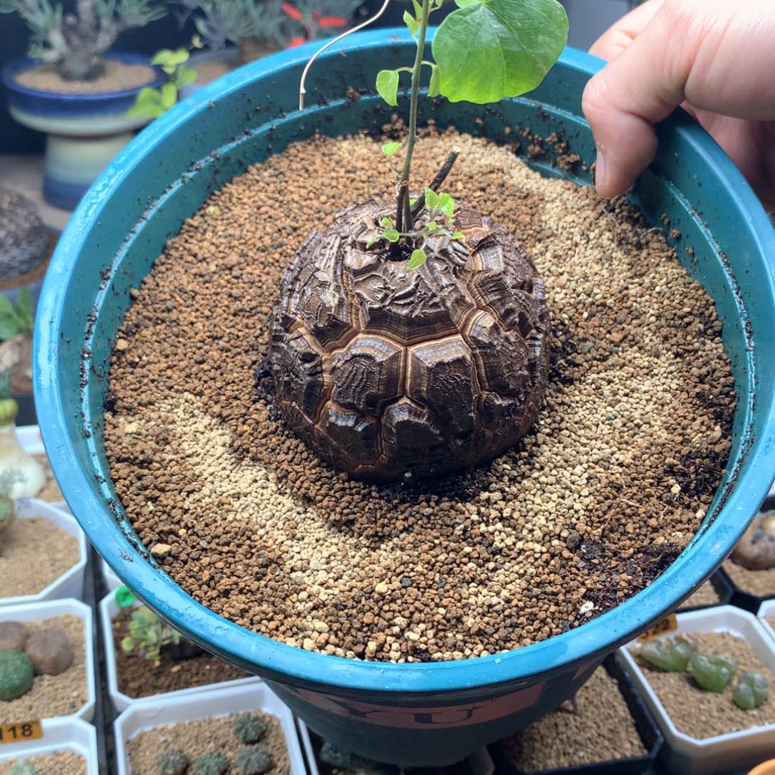 冬兵专拍带盆多肉 