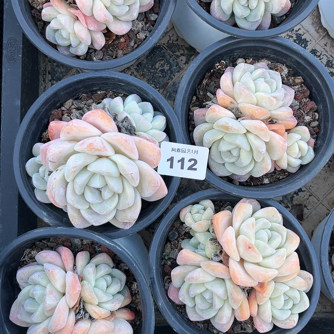 阿雅园艺。        脱土发货112