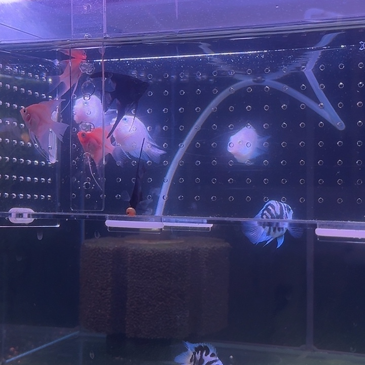 七彩神仙鱼红魔鬼4-5