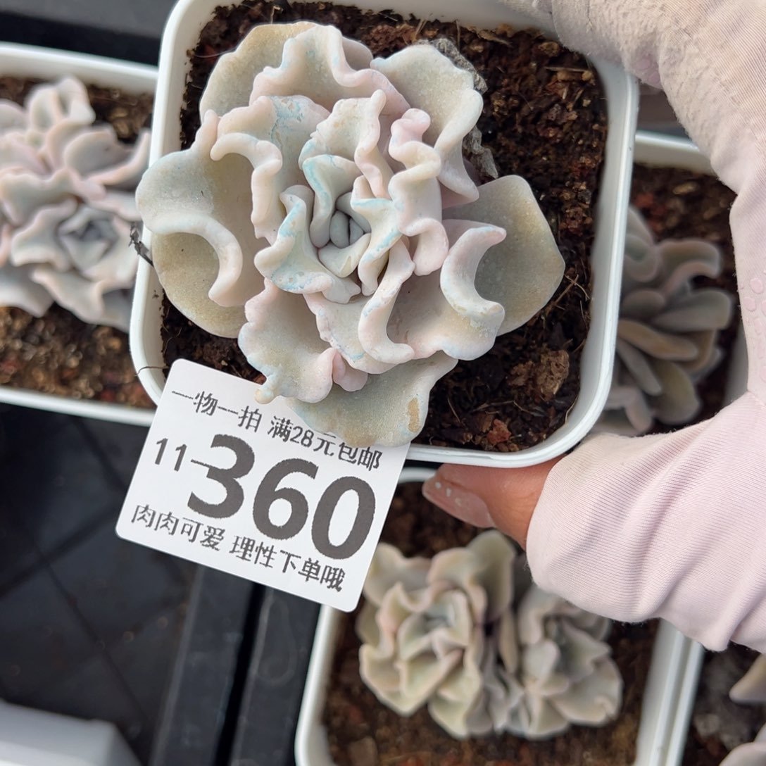 芭蕾舞者多肉多肉多肉多肉多肉