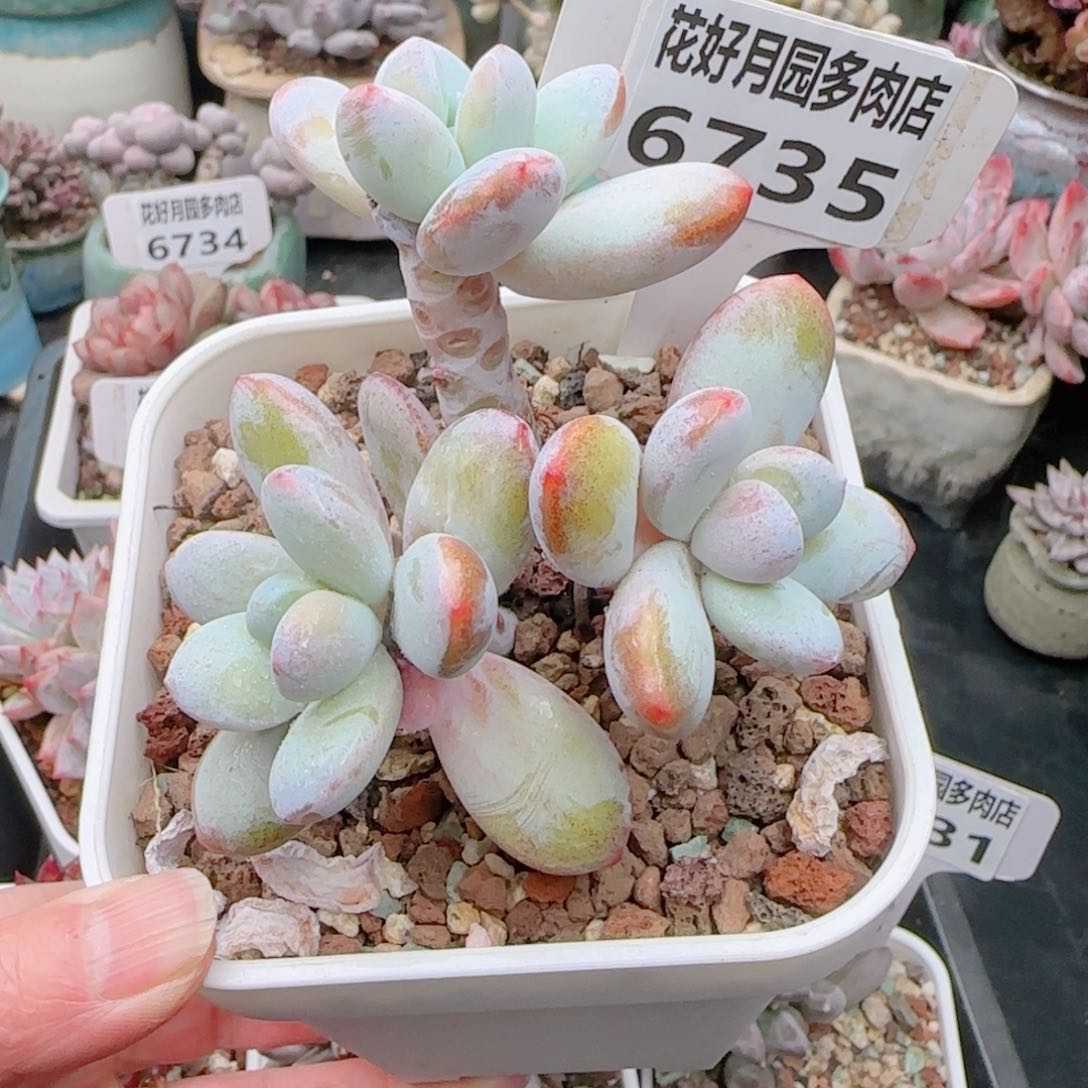 多肉植物6735………………