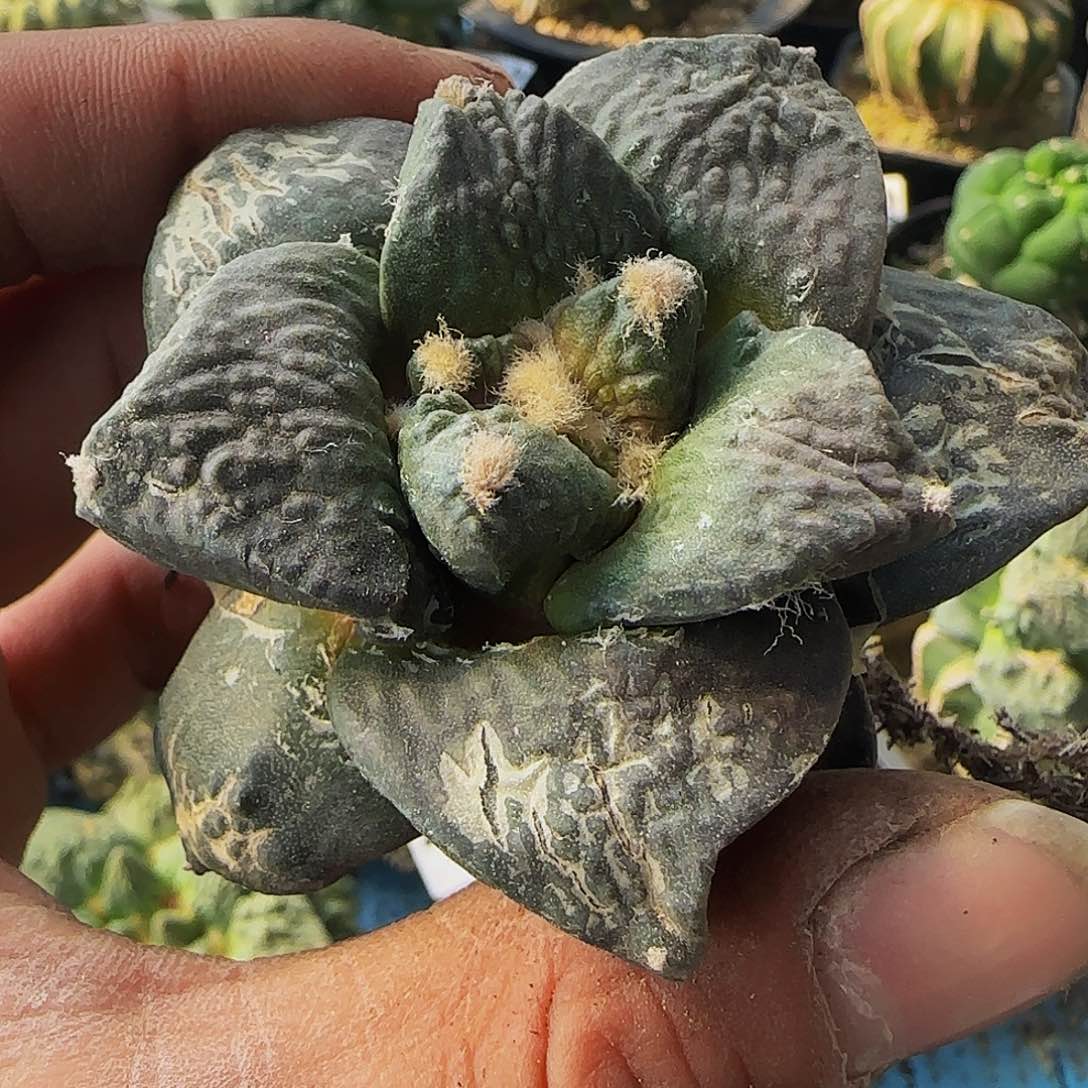 牛舌482刚出根的