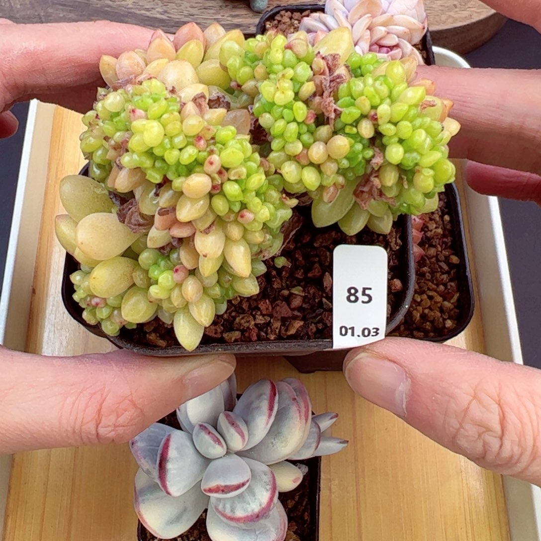 好好看85、哈哈哈哈