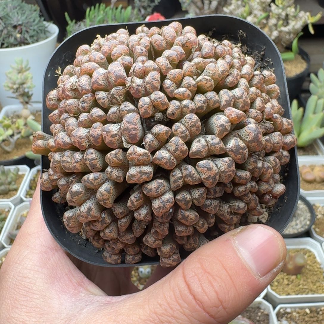 蝴蝶勋章多肉。