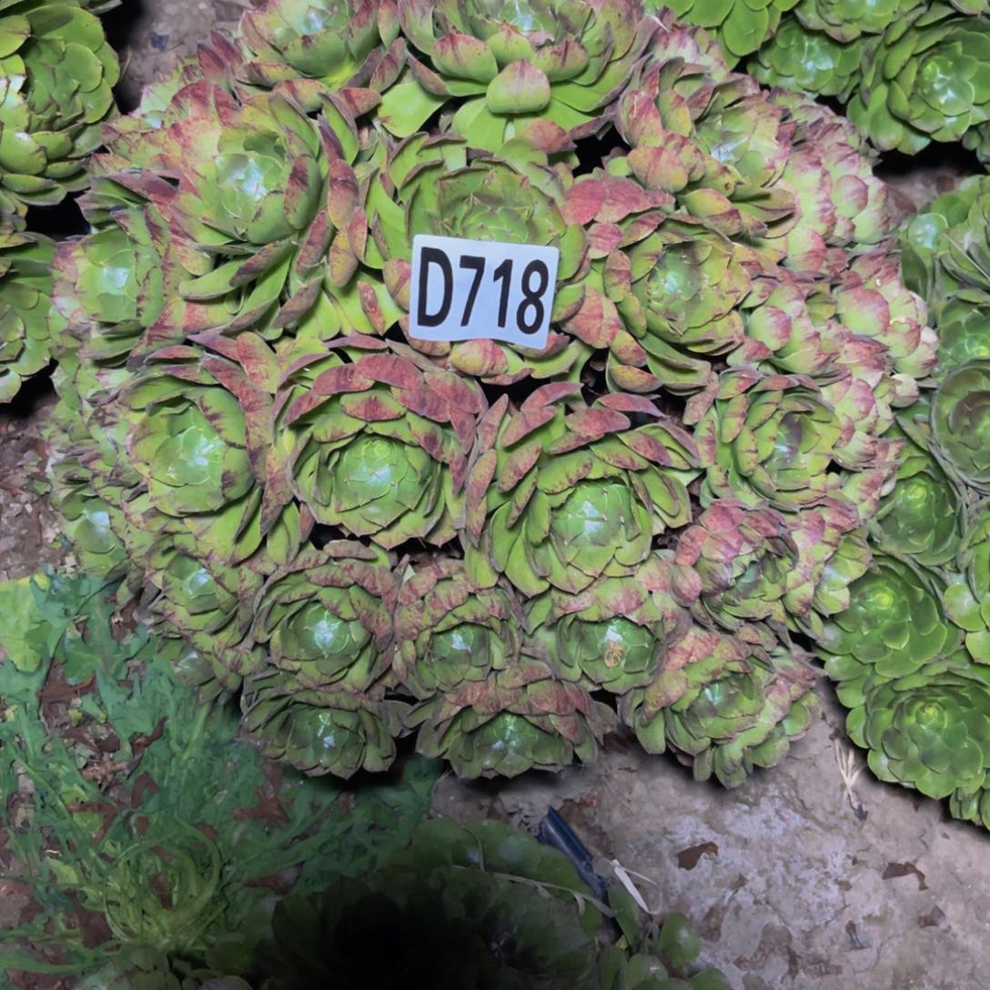 万拉丝14////12包邮