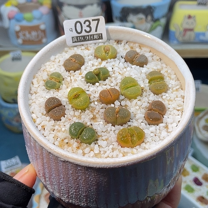 大舅生石花肉锥多肉037