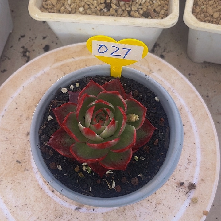 惊鸿仙子多肉植物027