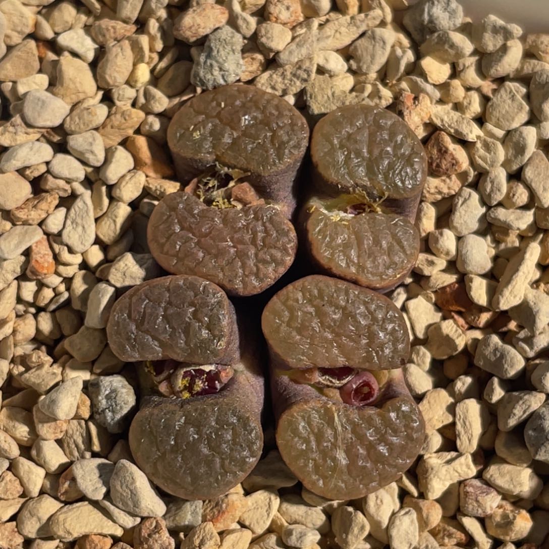 紫体粉窗磁铁植物一物一拍