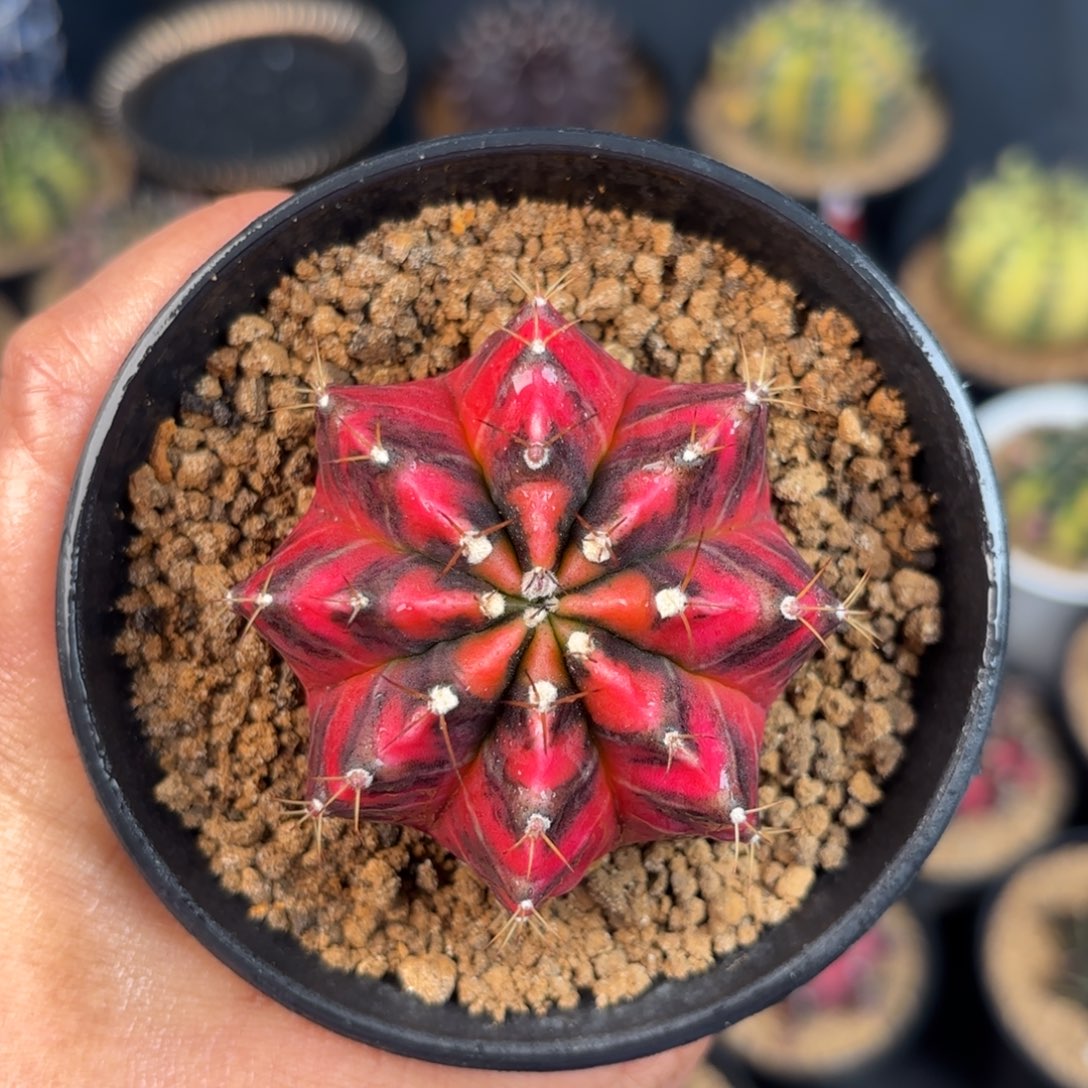 泰系米哈仙人球307