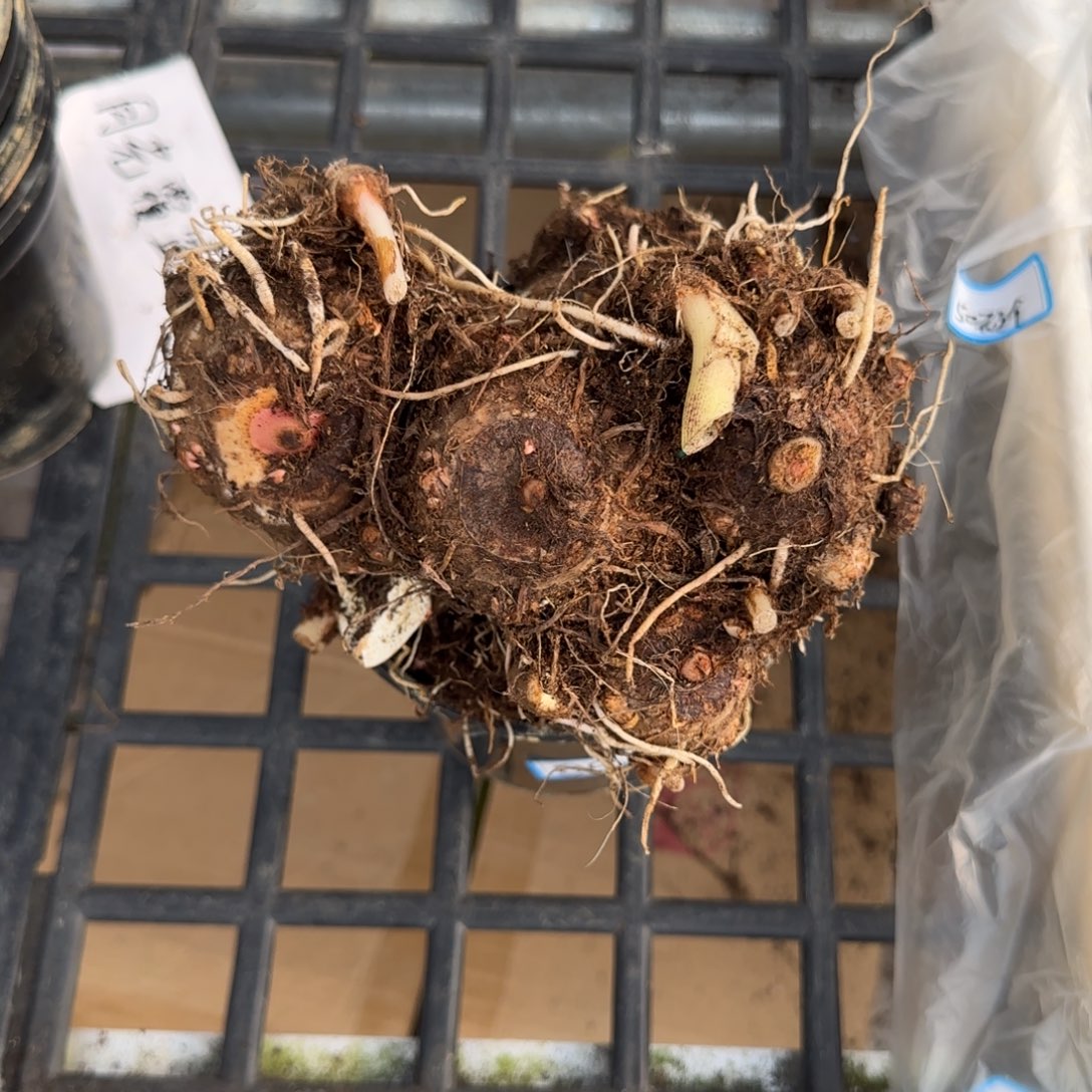 完全开放001大盆盲盒球