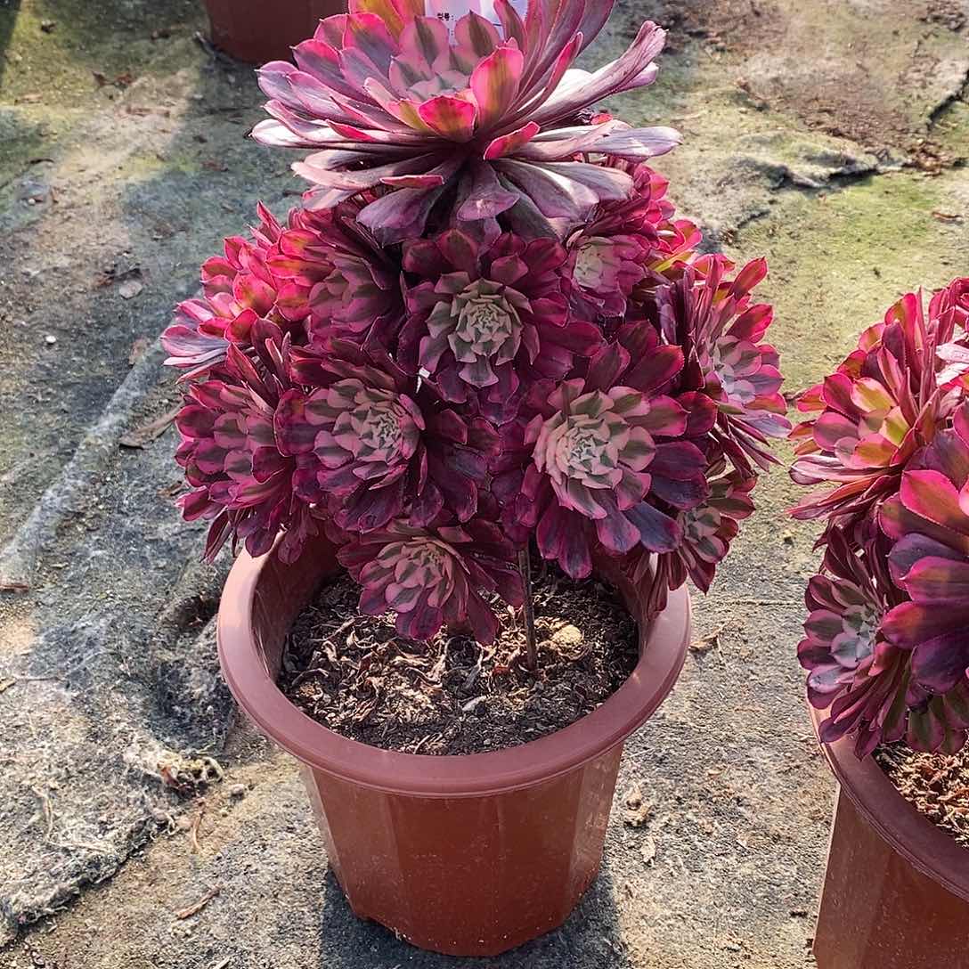 8*8红铜白多肉植物830