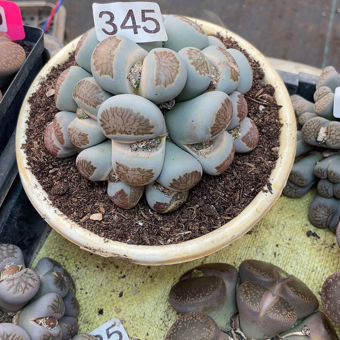 生石花一颗345000