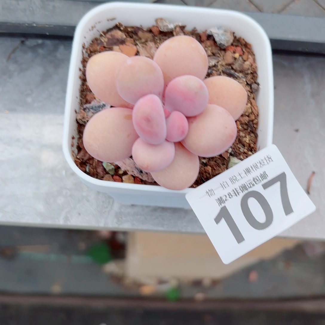 单头桃蛋多肉多肉多肉