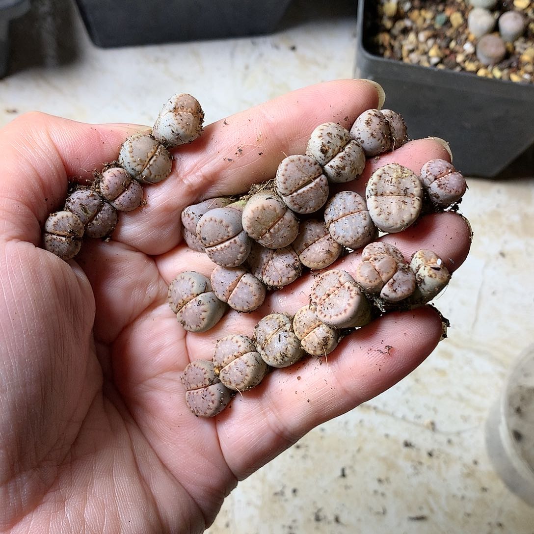 v****eA24多肉植物保护