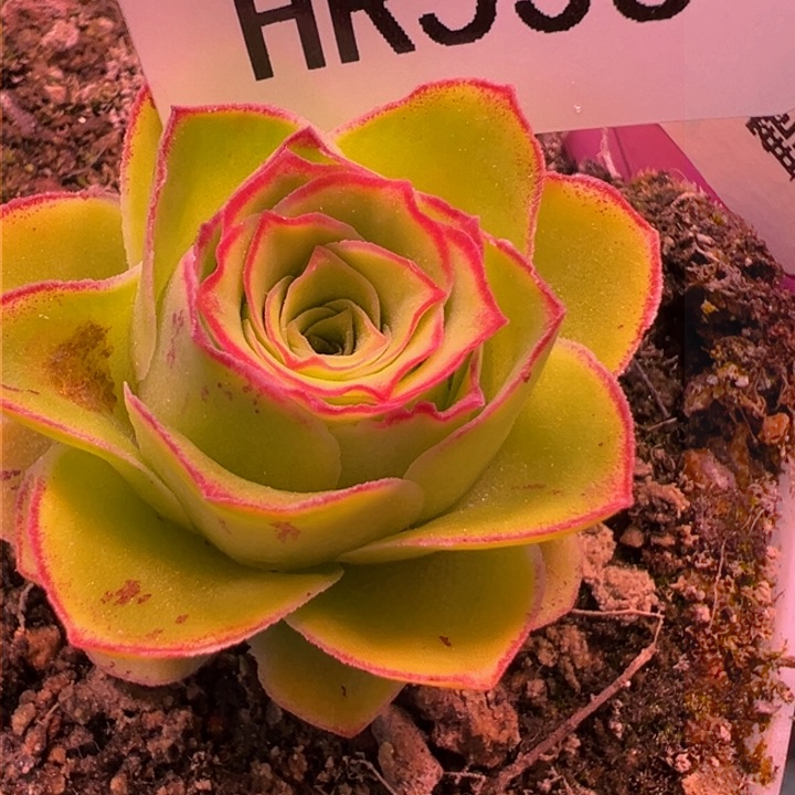 HR536至爱不染伤折扣88折