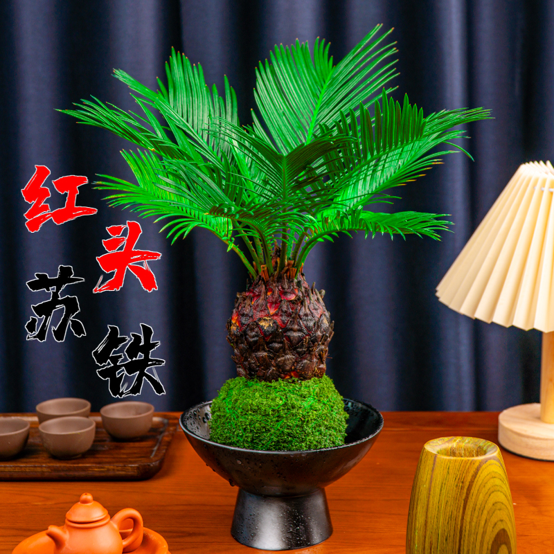 苔藓球铁树室内桌面创意盆栽好养易活四季常青绿植茶桌新宠