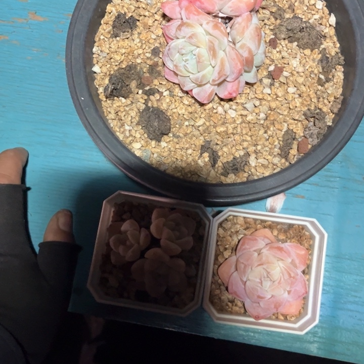 爱***烫o he he he he he he