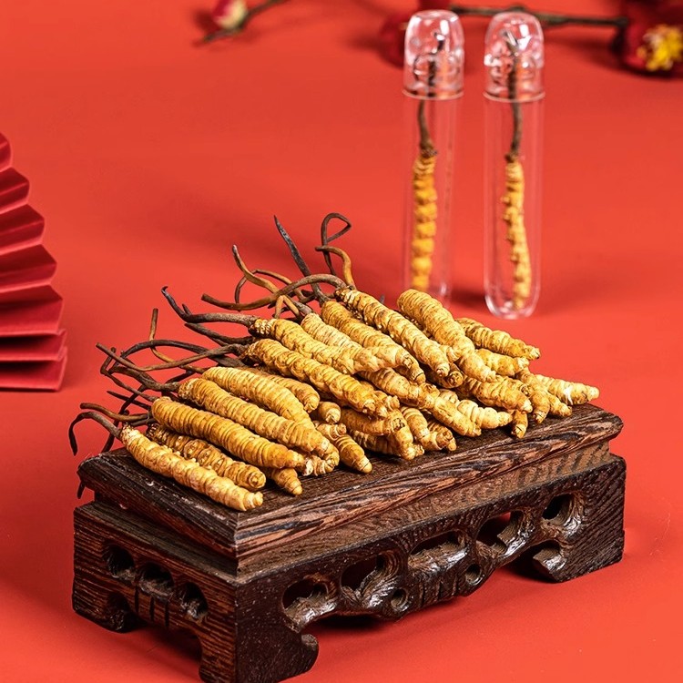 【150根大草礼盒】冬虫夏草150根足干大草礼盒装