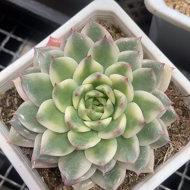 长岛冰茶锦多肉植物