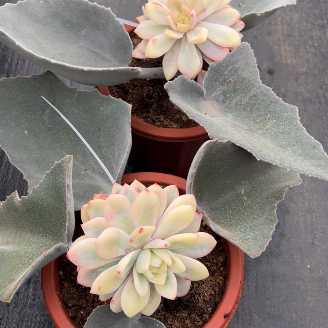 『****橙子宽锦2颗多肉植物150