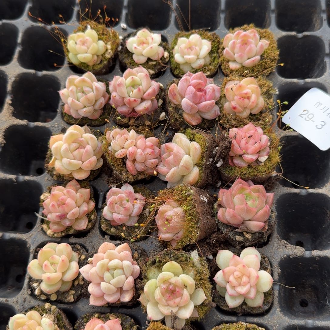 29-3微选育区珍妮二十四颗量拍