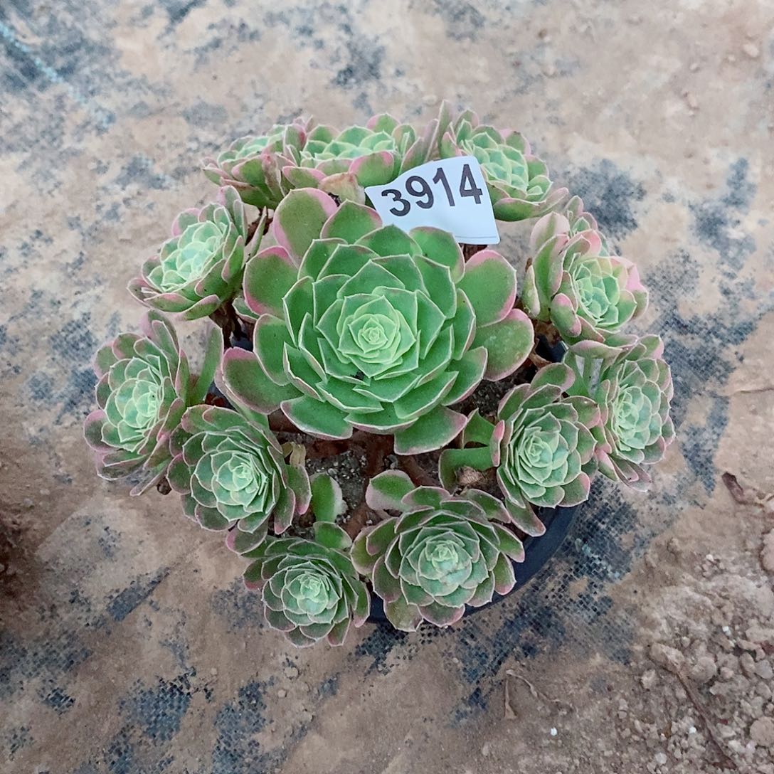 奶白3914多肉1111