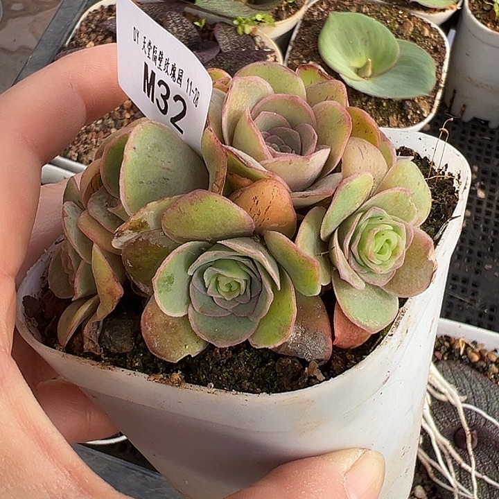 苗苗杨杨山地玫瑰多肉植物32
