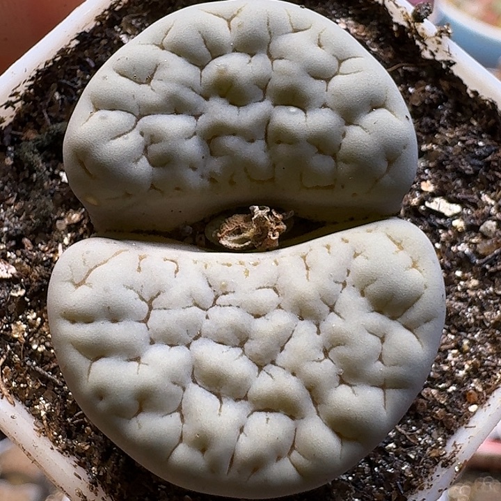 生石花11111。  189荒玉。 352