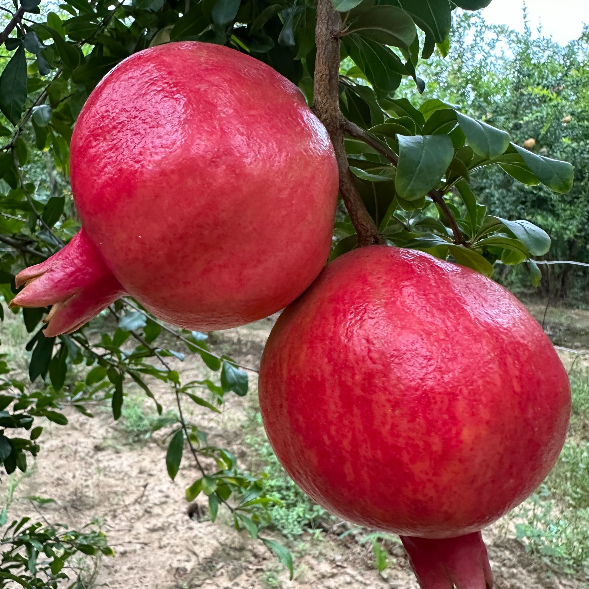 大红袍突尼斯石榴花卉