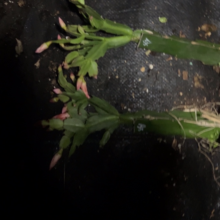 健***乐索菲亚嫁接多叶片小苗一颗25