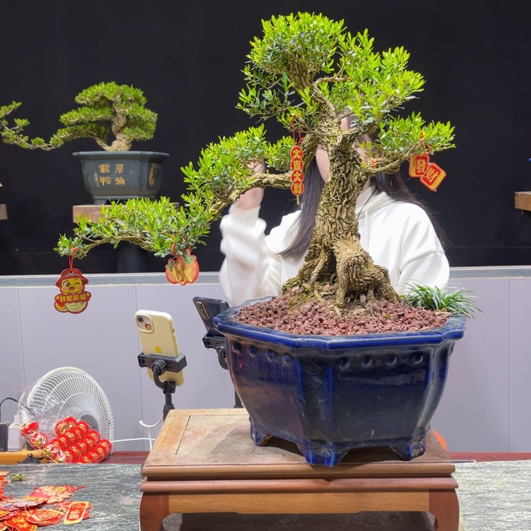 四季常青老桩黄杨盆景