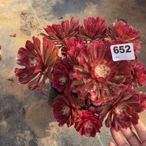 652铜壶锦多肉植物，