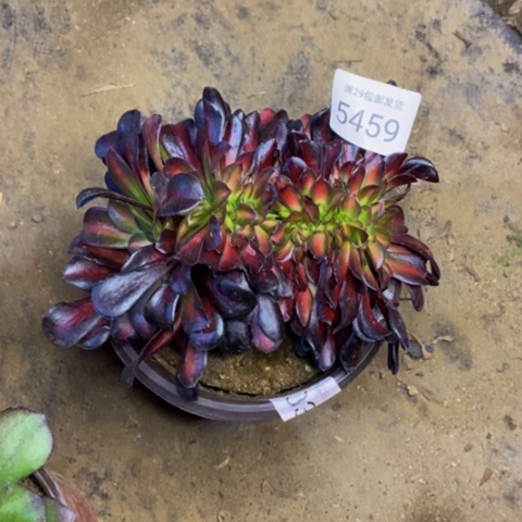 花娜锦多肉植物5459