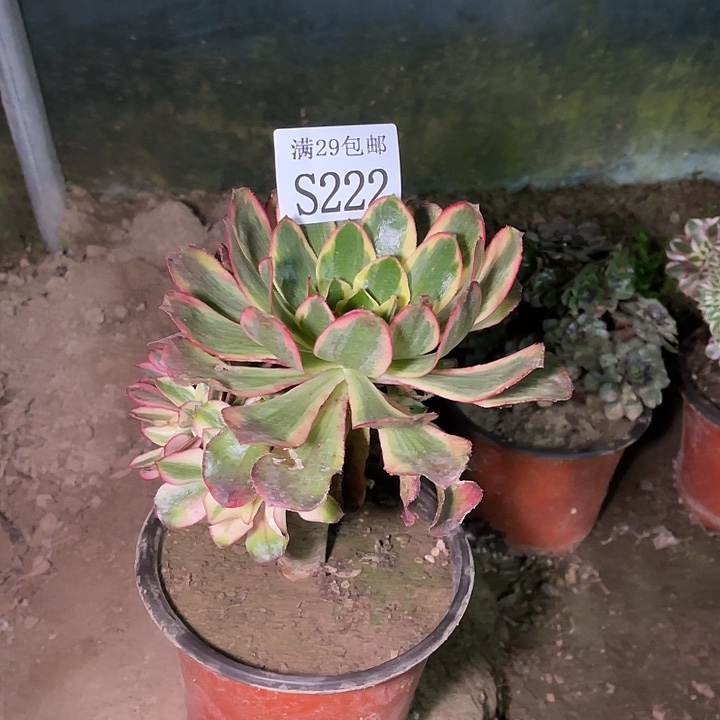 222魅影多肉植物         