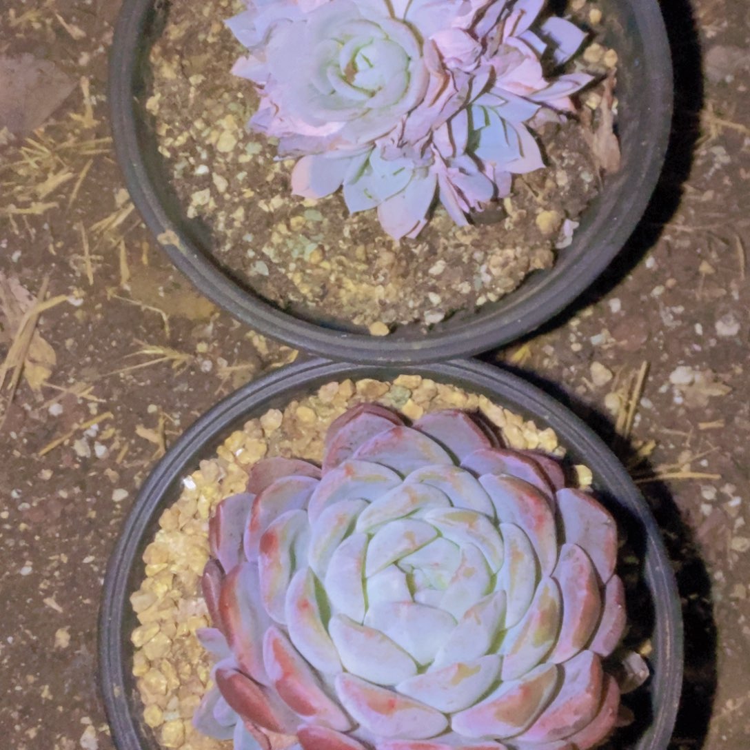 *****哦哦对啦好的知道你