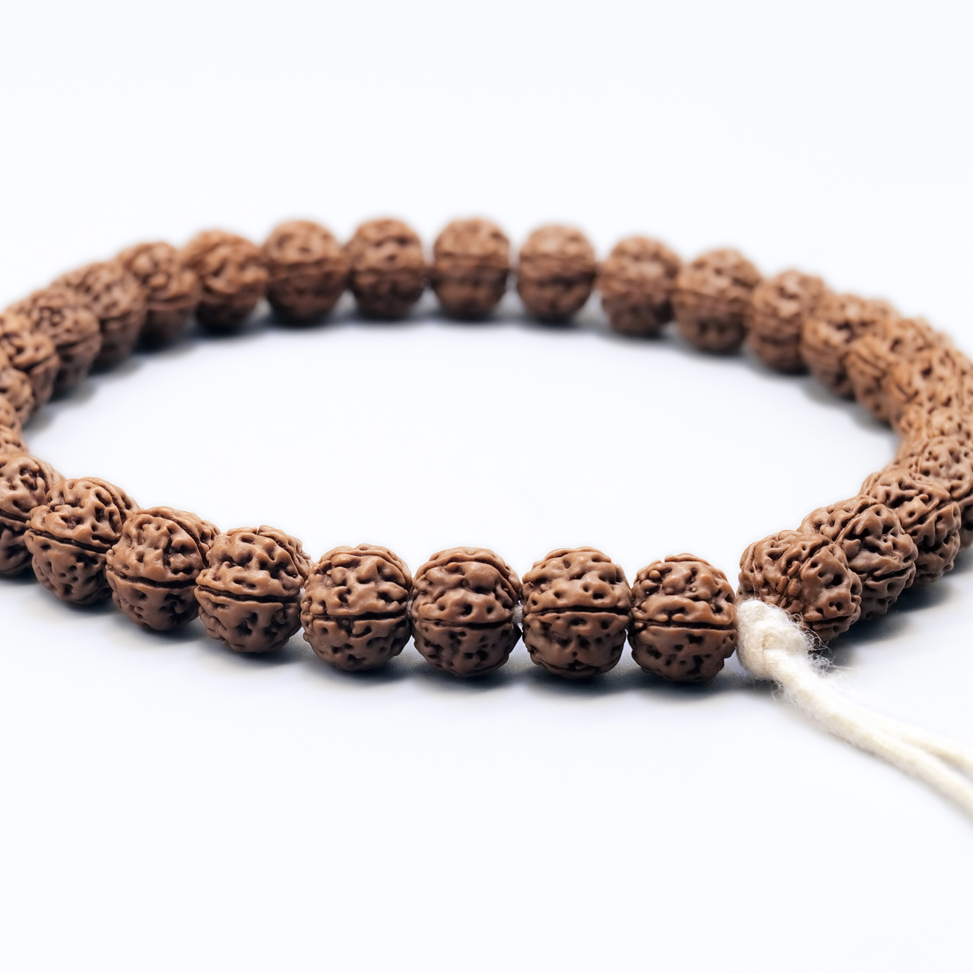 铁籽龙脊梅花｜梅花小金刚｜高油高密｜原生态｜全品无黄