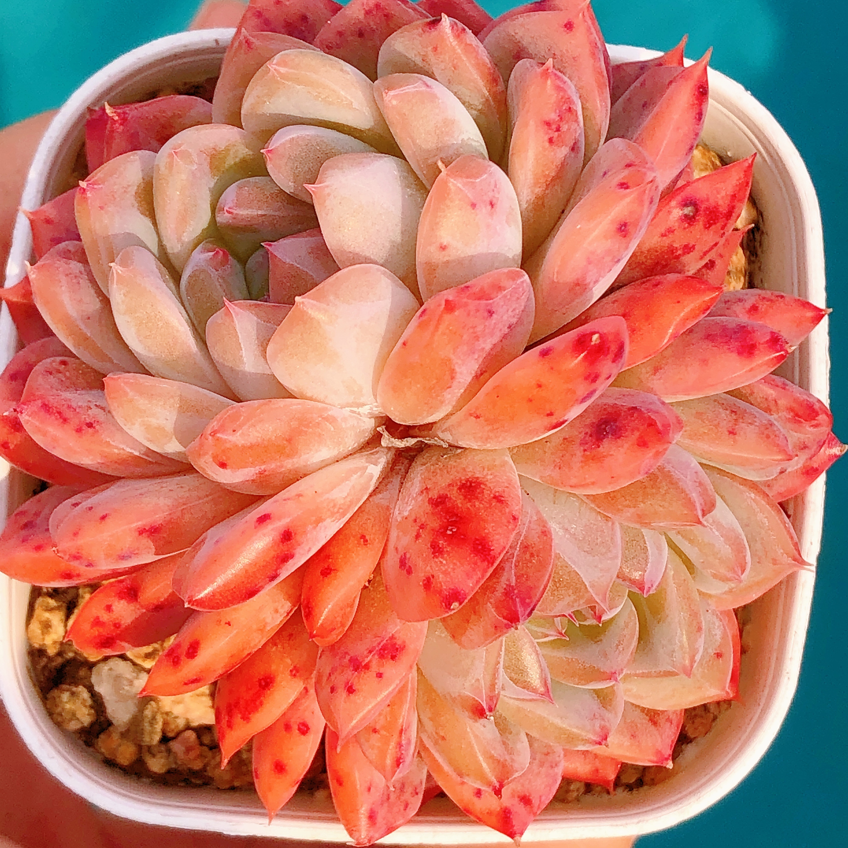 多肉植物   双头雪花糖心一颗（尺寸5左右）全场满28包邮