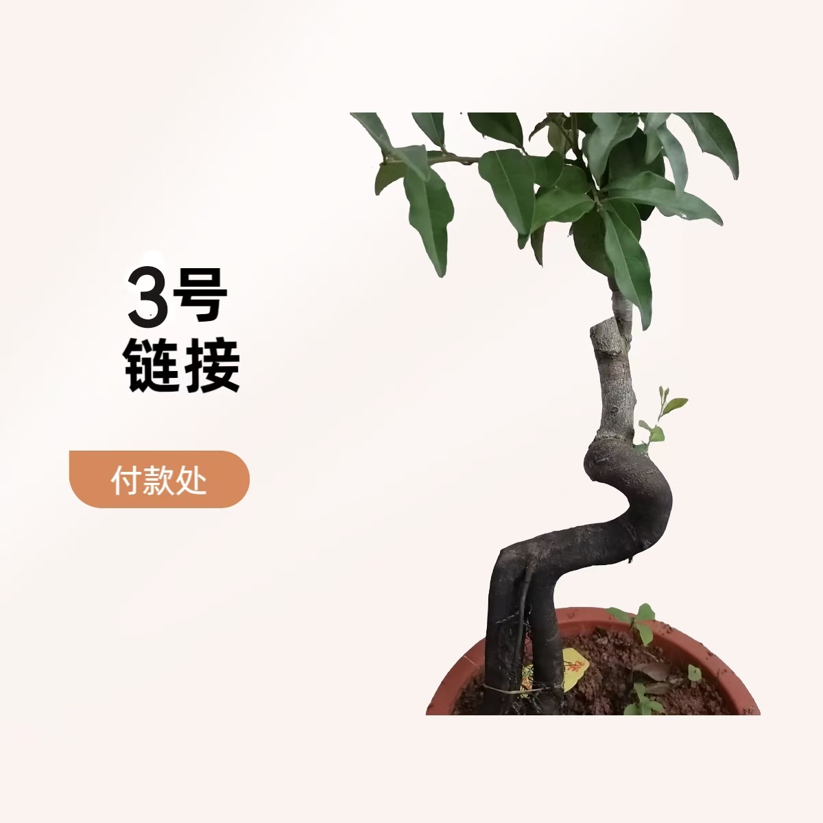 金弹子盆景直播间拍品付款处