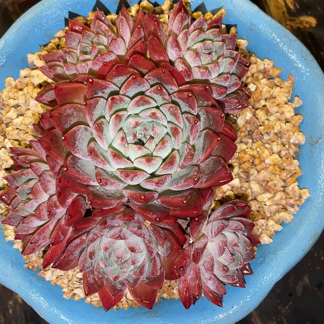 多肉植物一物一拍