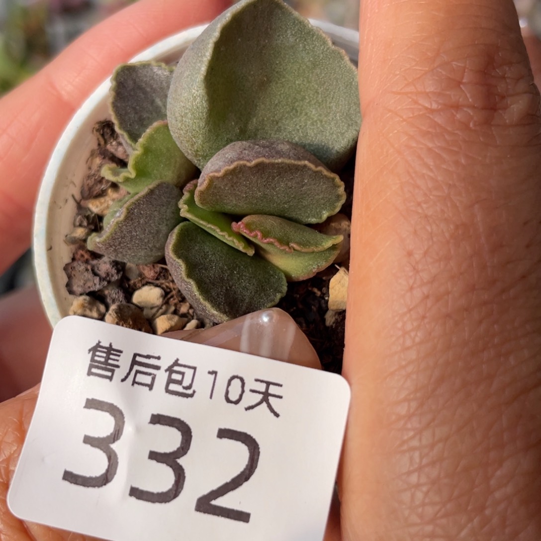 332。                