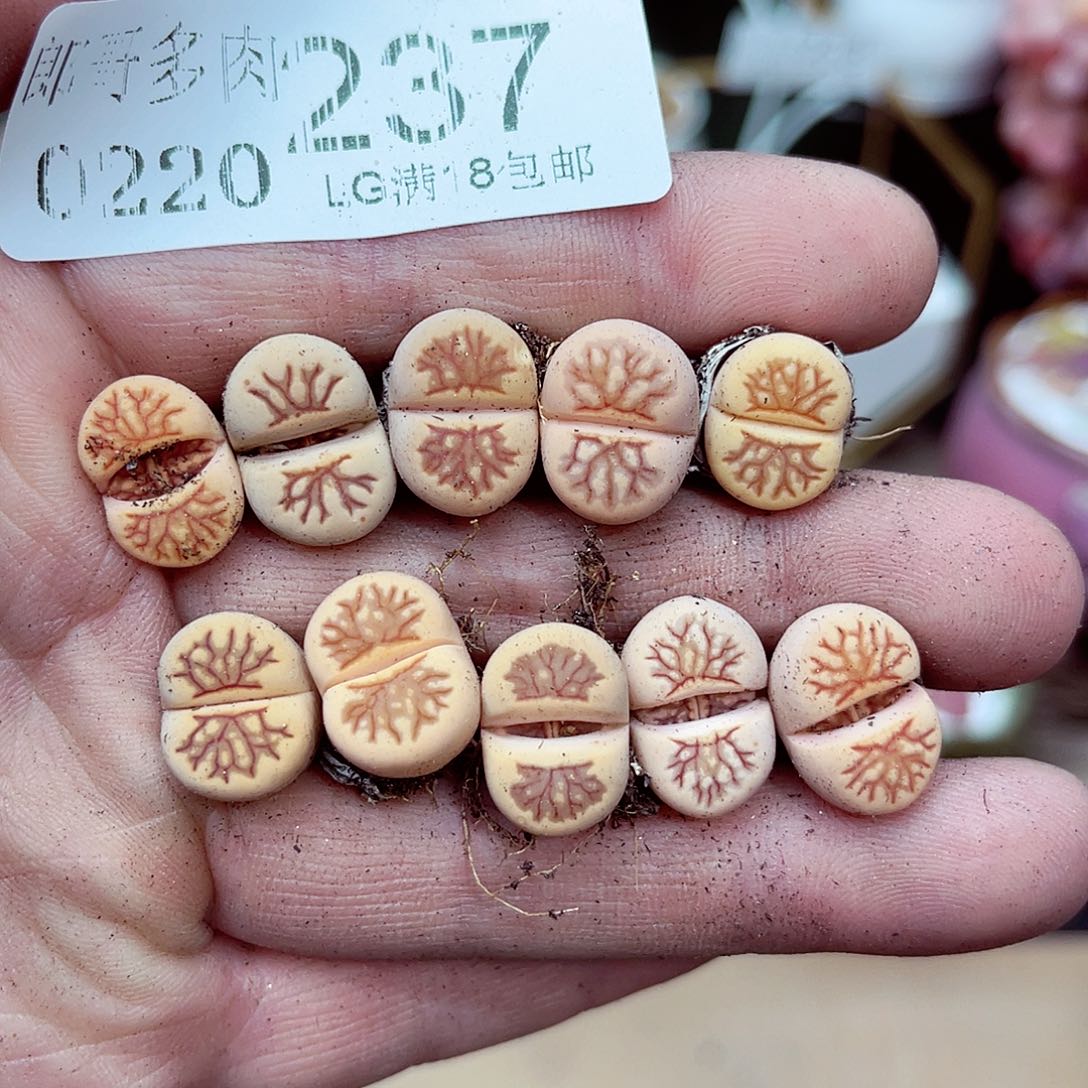 郎哥多肉生石花20-237