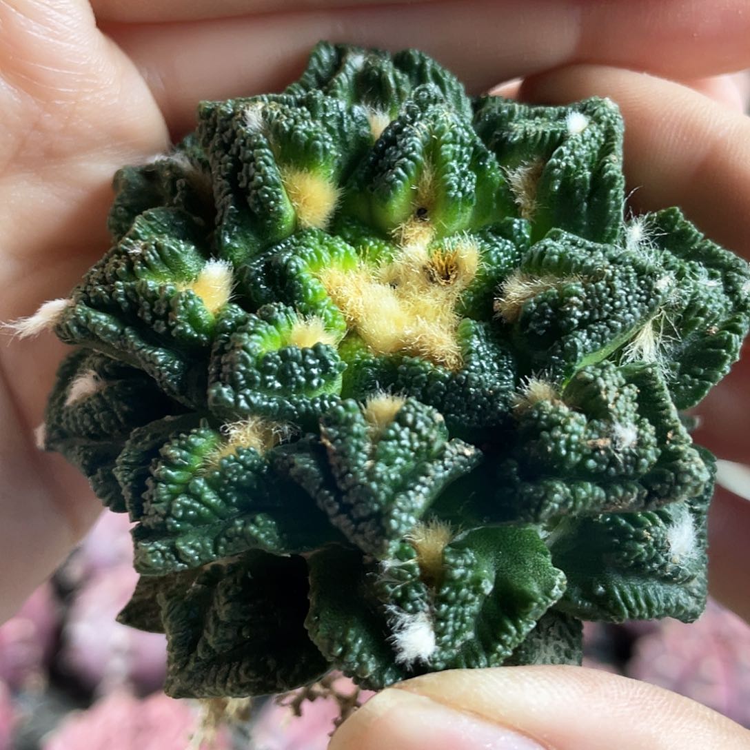 6号7cm深割尤辛顿牡丹萝卜根