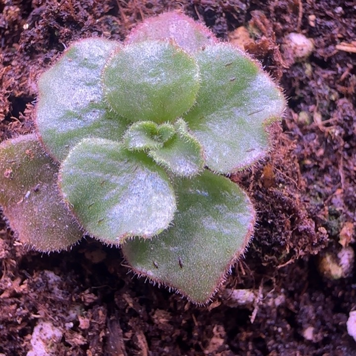 卿**初加一颗秋夕打包2颗126555556