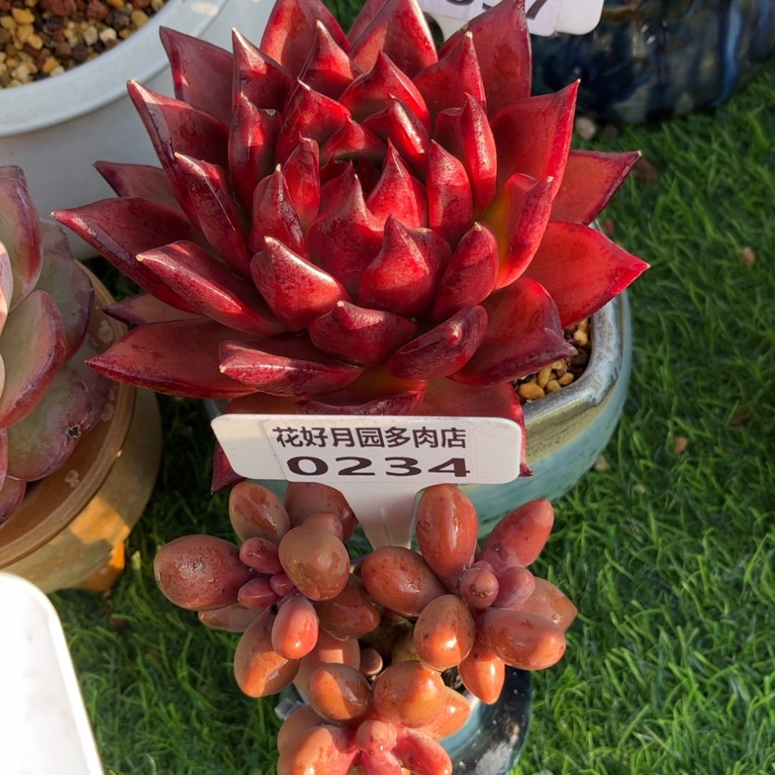 我***看多肉植物0857、0234带盆