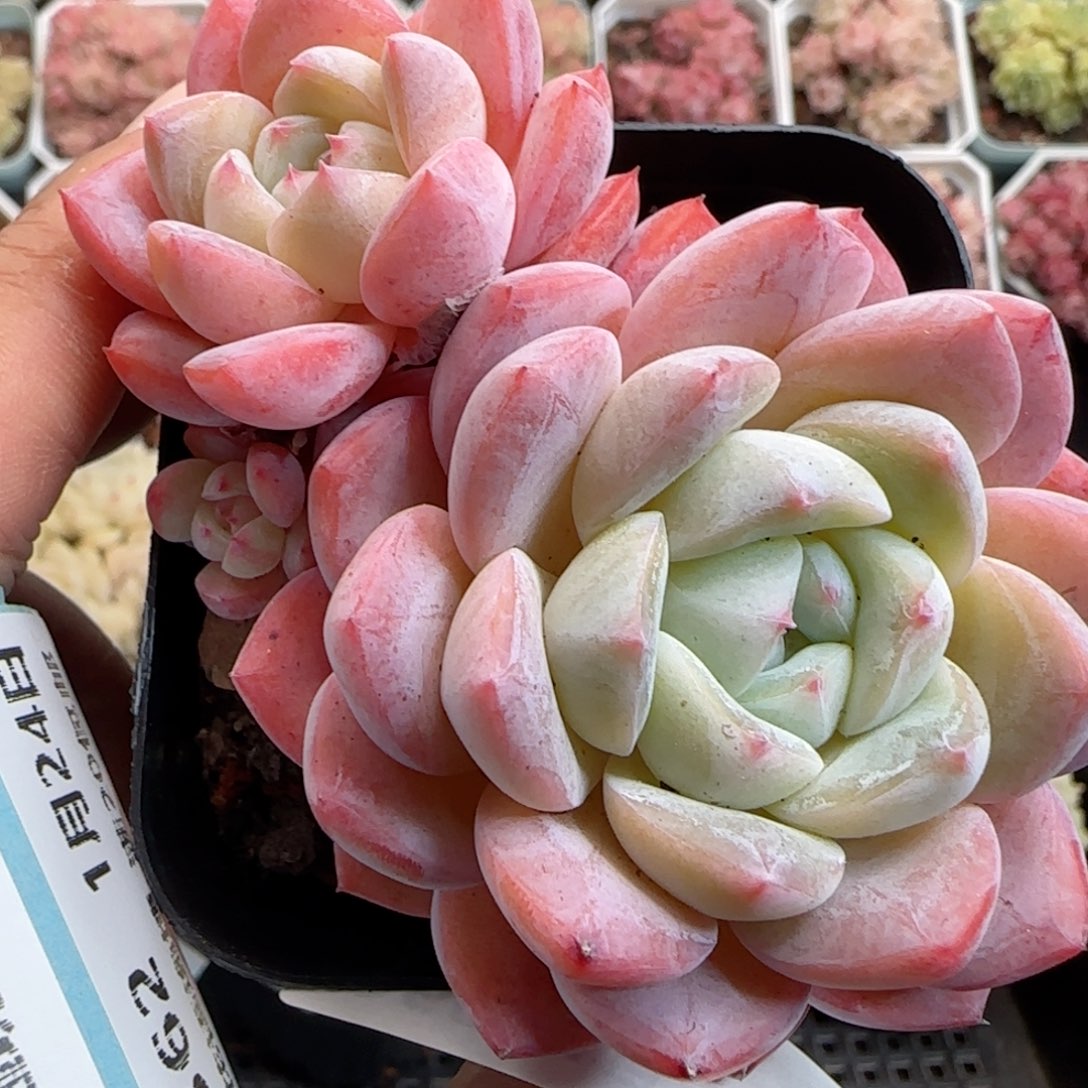 花语逸境0124-360软糖糖心