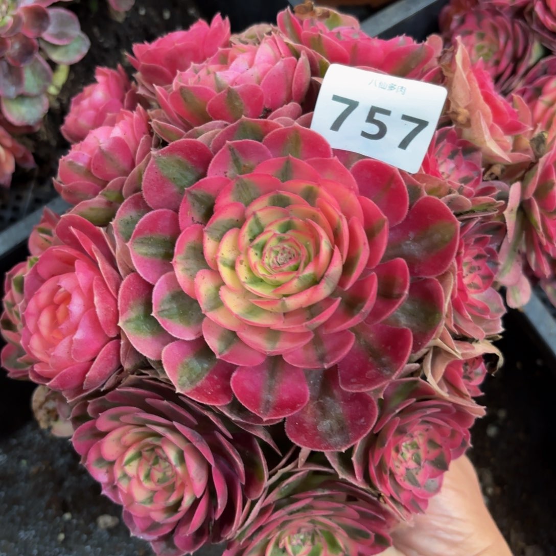 757多肉植物倾城